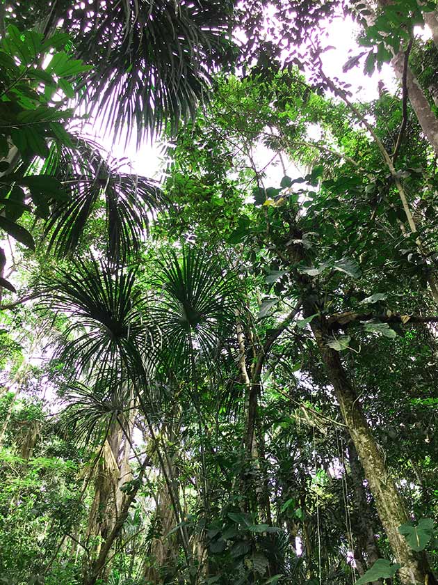 Amazon rainforest Peru