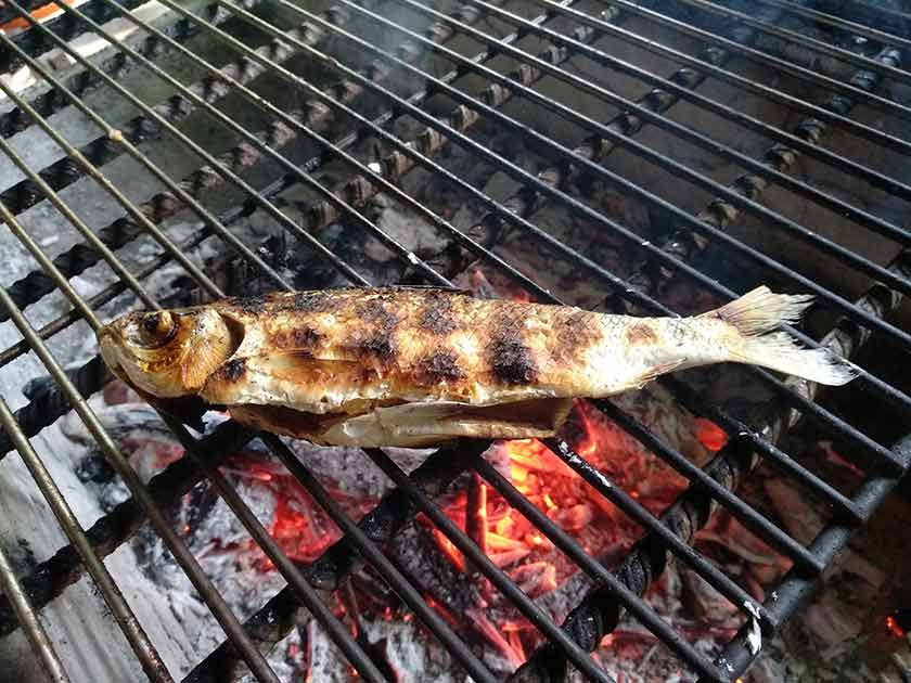 ayahuasca diet fish