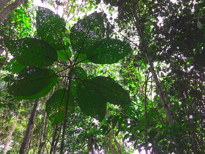Амазонские джунгли - растение