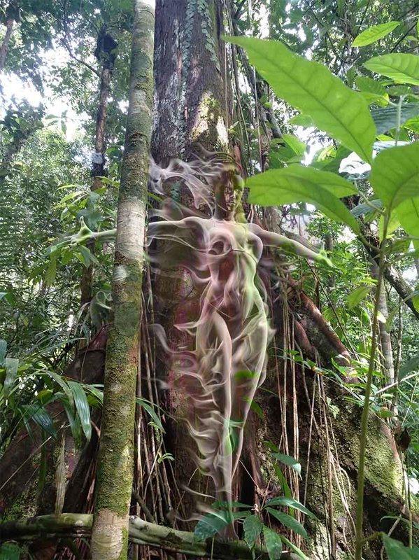 retreat mir kraftpflanzen, ayahuasca