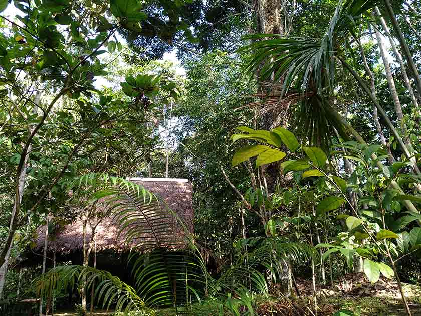 Дом в джунглях