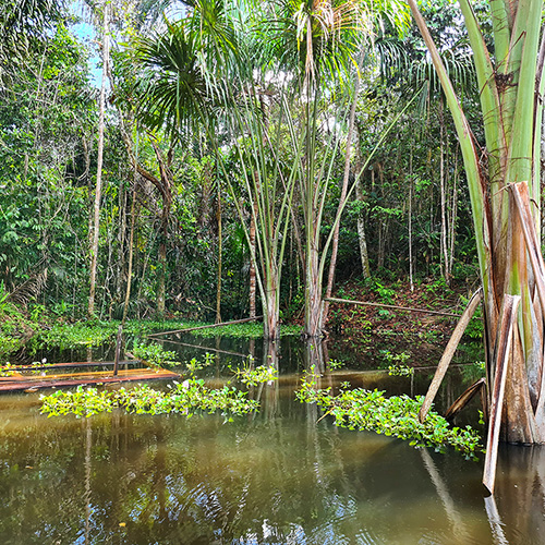 биоразнообразие Амазонки