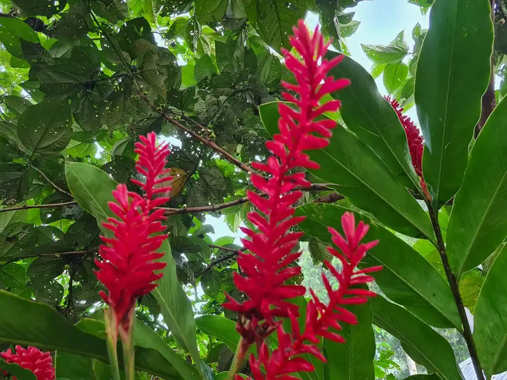 flowers in Amazon jungle