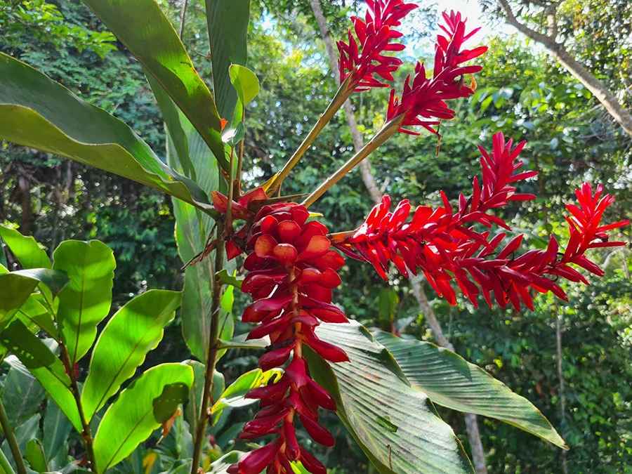 ретрит в джунглях - тропические цветы