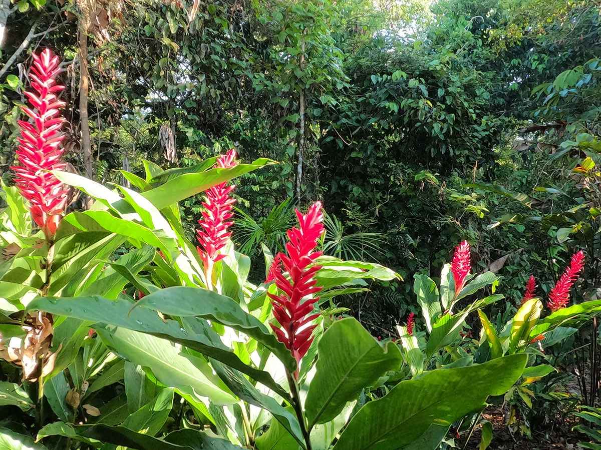 цветы в тропическом лесу